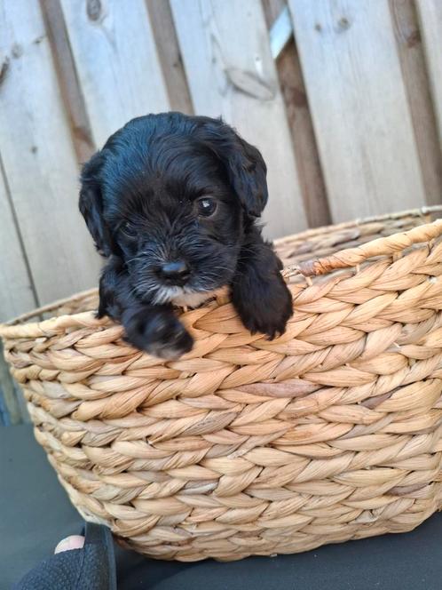 Prachtig Cavapoo meisje, Dieren en Toebehoren, Honden | Niet-rashonden, Meerdere dieren, Particulier, Meerdere, Nederland, 8 tot 15 weken