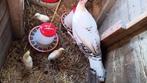 Jonge kalkoenen (wit), Dieren en Toebehoren, Pluimvee, Geslacht onbekend, Kalkoen