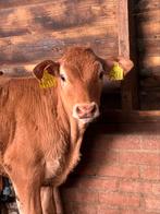 Limousine Os, Dieren en Toebehoren, Mannelijk, 0 tot 2 jaar