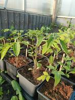 Pruimtomaat plantjes, Ophalen, Volle zon, Groenteplanten, Eenjarig