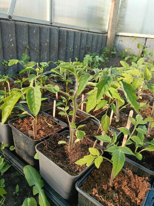 Pruimtomaat plantjes, Tuin en Terras, Planten | Tuinplanten, Eenjarig, Groenteplanten, Volle zon, Zomer, Ophalen