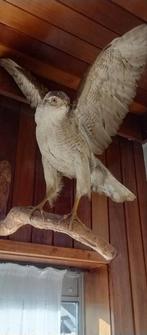 Te koop havik, Ophalen, Beeldje of Figuurtje