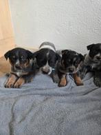 Australian cattle dog pups, Rabiës (hondsdolheid), 8 tot 15 weken, Meerdere, Meerdere dieren