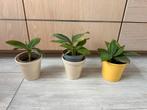 Bananen planten, Ophalen of Verzenden, Halfschaduw, Minder dan 100 cm