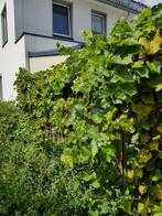 Druivenboom, Tuin en Terras, Ophalen, Minder dan 100 cm