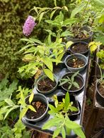 Vlinderstruiken, Volle zon, Vaste plant, Zomer, Ophalen