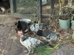 Zilver Basset Kip, Meerdere dieren