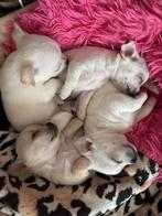 Chihuahua pups, Rabiës (hondsdolheid), 8 tot 15 weken, Meerdere, Meerdere dieren