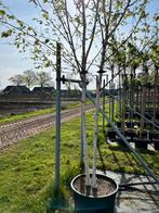 Betula jaqceumontii | witte berk | multistam | solitair, Tuin en Terras, Overige soorten, Ophalen of Verzenden, Struik, 250 cm of meer