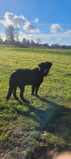 Australian shepherd 29-05-2025, Dieren en Toebehoren, Honden | Herdershonden en Veedrijvers, Rabiës (hondsdolheid), 15 weken tot 1 jaar