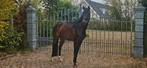 Meerder paarden en pony., Dieren en Toebehoren, Paarden, Ruin, Dressuurpaard, 3 tot 6 jaar