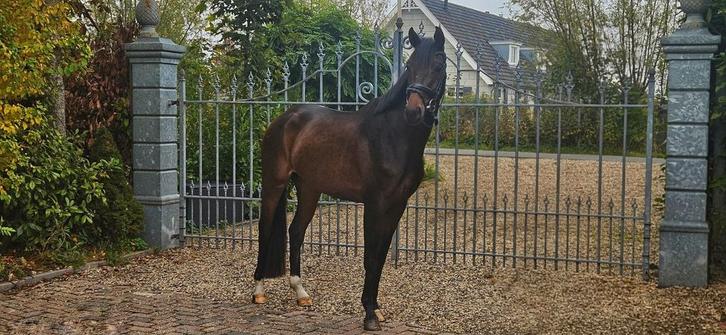 Meerder paarden en pony., Dieren en Toebehoren, Paarden, Ruin, 3 tot 6 jaar, Dressuurpaard