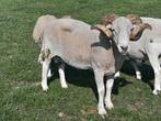 Wiltshire Horn ram, Mannelijk, Schaap