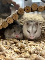 Chinese dwerghamster | Jonge diertjes | Passend advies, Dieren en Toebehoren, Vrouwelijk, Overige soorten