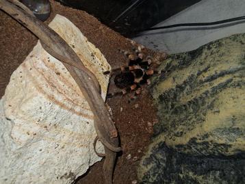 Terrarium met mexicaanse roodknie vogelspin  beschikbaar voor biedingen
