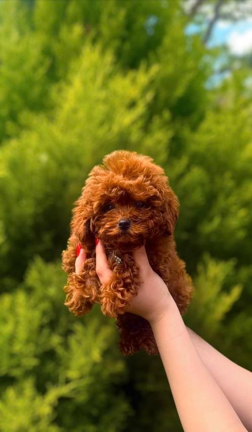 Toy poedel, Dieren en Toebehoren, Honden | Chihuahua's en Gezelschapshonden, Teef, Poedel, Particulier, Eén hond, Buitenland, 8 tot 15 weken