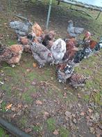 Brahma trio, Dieren en Toebehoren, Pluimvee, Meerdere dieren, Kip