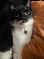 Kitten, Dieren en Toebehoren, Katten en Kittens | Raskatten | Langhaar, Poes