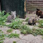 Leuke en lieve kittens, Dieren en Toebehoren, Katten en Kittens | Raskatten | Langhaar, Meerdere dieren, 0 tot 2 jaar
