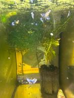 koi blue tuxido guppy , gup , guppen  OP=OP, Vis, Zoetwatervis