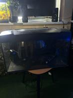 Aquarium 54L  61x36x32, Ophalen, Zo goed als nieuw, Leeg aquarium