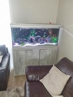 Compleet aquarium, Dieren en Toebehoren, Ophalen of Verzenden, Zo goed als nieuw, Gevuld zoetwateraquarium