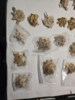 Grote/Kleine Xenophora Pallidula ook wel verzamel schelp, Ophalen of Verzenden, Mineraal