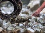 Pleco's donker en albino. Ca. 6mnd 2,5cm €1 p/st, Dieren en Toebehoren, Vis