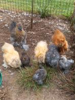De laatste 3 zijdehoender kuikens groot, Dieren en Toebehoren, Pluimvee, Geslacht onbekend, Kip