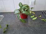 Hoyas, Huis en Inrichting, Kamerplanten, Ophalen, Halfschaduw, Minder dan 100 cm