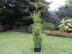 > thuja brabant GOEDKOOP <, Tuin en Terras, Planten | Struiken en Hagen, Verzenden, Conifeer, 100 tot 250 cm