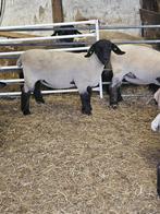 Suffolk ooilammeren, Dieren en Toebehoren, Schapen, Geiten en Varkens, Vrouwelijk, Schaap, 0 tot 2 jaar