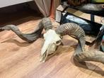 Geitenbok Gewei en Schedel, Ophalen, Gebruikt, Boerderijdier, Gewei of Kop