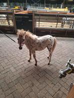 Appaloosa veulens, Dieren en Toebehoren, Pony's, Hengst, Niet van toepassing, A pony (tot 1.17m), 0 tot 2 jaar