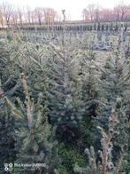Kerstbomen picea omorika Servische fijnspar 60 tot 160cm, Tuin en Terras, Ophalen of Verzenden, Overige soorten, Struik, Minder dan 100 cm