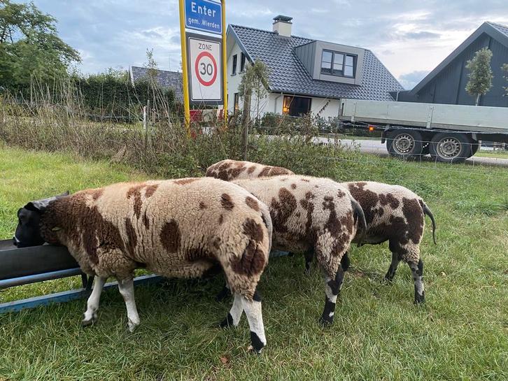 4 beste bonte rammen, Dieren en Toebehoren, Schapen, Geiten en Varkens, Schaap, Mannelijk