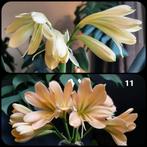 Clivia kruising Lime 'n Cream Waltz x Euro Peach (gr throat), Huis en Inrichting, Kamerplanten, Bloeiende kamerplant, Ophalen of Verzenden