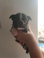 Nog een heel mooi Boston terrier puppy reutje met stamboom, Dieren en Toebehoren, België, Particulier, Rabiës (hondsdolheid), Overige rassen