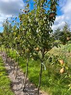 Pyrus com. ‘Winterriet’, Tuin en Terras, Ophalen, Lente, Volle zon, Perenboom