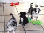 labrador x border collie pups, Dieren en Toebehoren, Nederland, Labrador retriever, Meerdere, Meerdere dieren