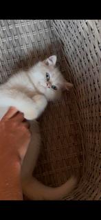 Brits/britse korthaar kittens (stamboom), Dieren en Toebehoren, Kater, Gechipt, 0 tot 2 jaar