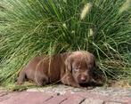 mooie labardor pups., Dieren en Toebehoren, 8 tot 15 weken, Labrador retriever, Meerdere, Meerdere dieren