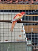Rubino rosella pop, Dieren en Toebehoren, Vogels | Parkieten en Papegaaien, Vrouwelijk, Parkiet, Geringd