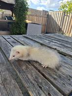 Jachtfretten - frunzingen, Dieren en Toebehoren, Overige Dieren, April, Meerdere dieren