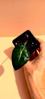 Alocasia ‘Balloon Heart’  - babyplant, Ophalen of Verzenden, Overige soorten, Minder dan 100 cm