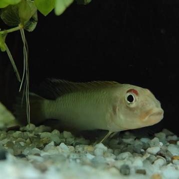 Nanochromis teugelsi bandundu beschikbaar voor biedingen