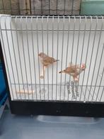 2 zebravinken mannen, Meerdere dieren