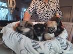 Boomer Puppy's:  Lhasa Apso/ Shih Tzu x Pommeriaan: La Pom, Dieren en Toebehoren, Honden | Chihuahua's en Gezelschapshonden, Rabiës (hondsdolheid)