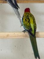 Pracht rossela pop., Meerdere dieren, Parkiet