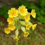 Primula veris (gulden sleutelbloem) geel vaste plant, Overige soorten, Vaste plant, Ophalen of Verzenden, Halfschaduw